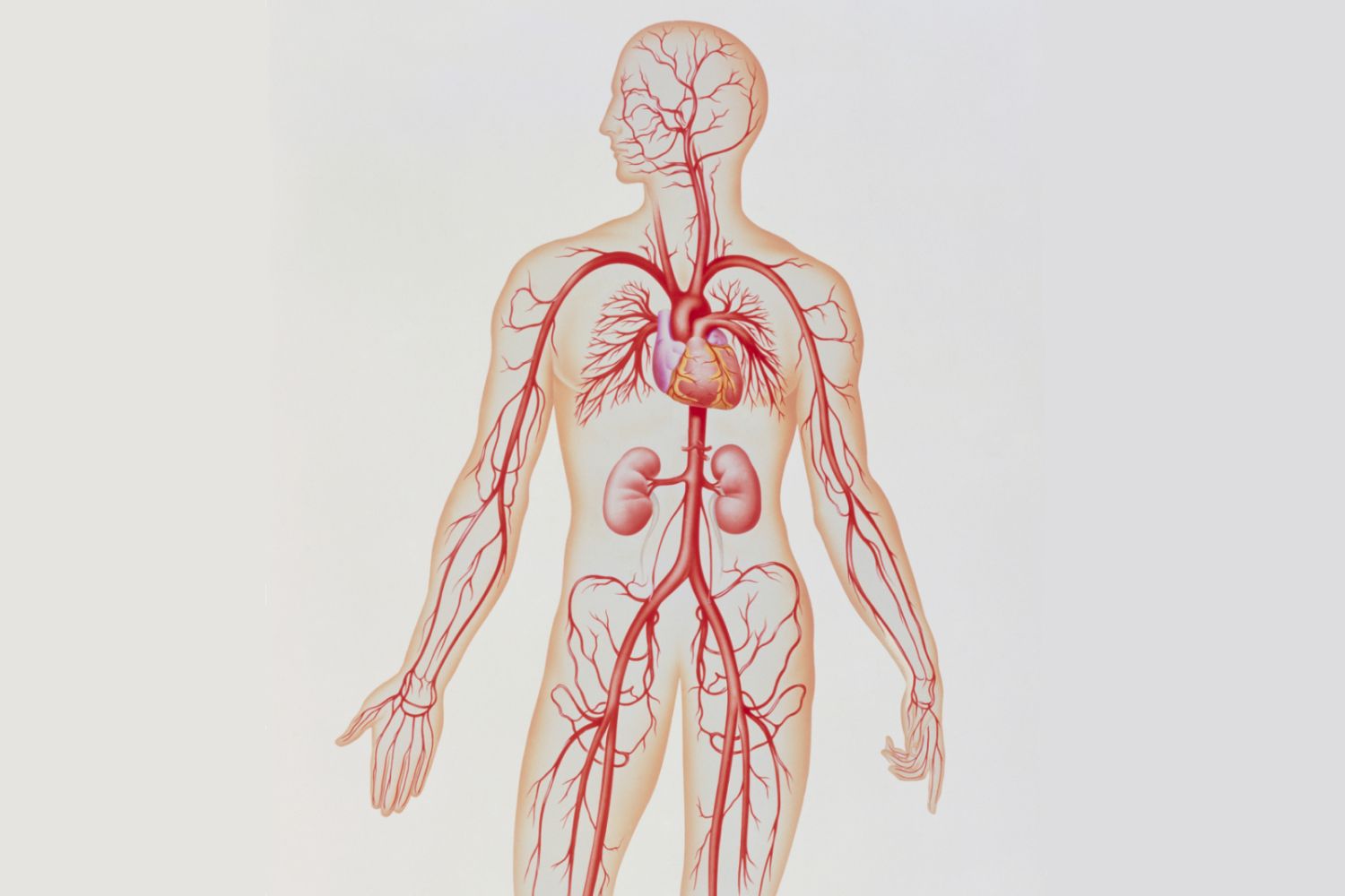 Takayasu's_arteritis